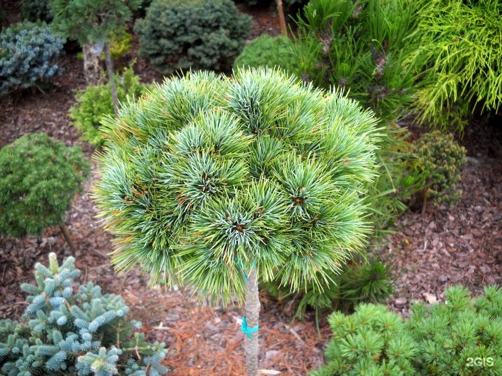 Pinus peuce