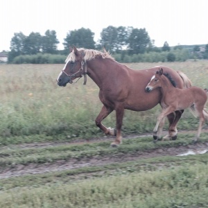 Фото от владельца Royal Horse, конный клуб