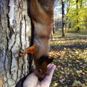 Фото от владельца Центральный парк культуры и отдыха им. С.М. Кирова