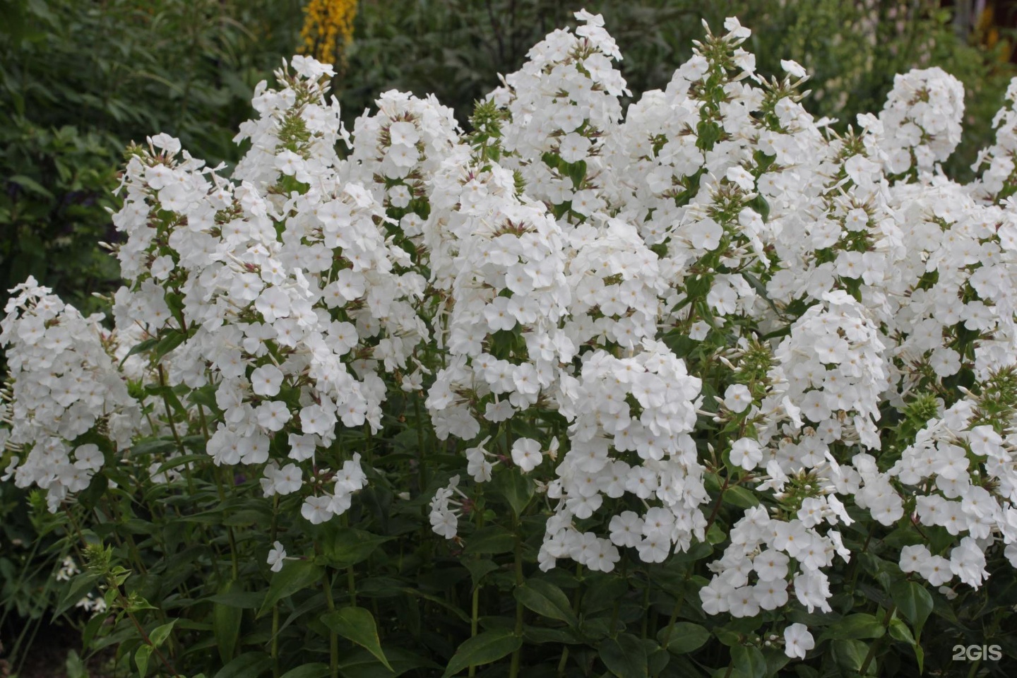 Высокий Цветок С Белыми Цветами