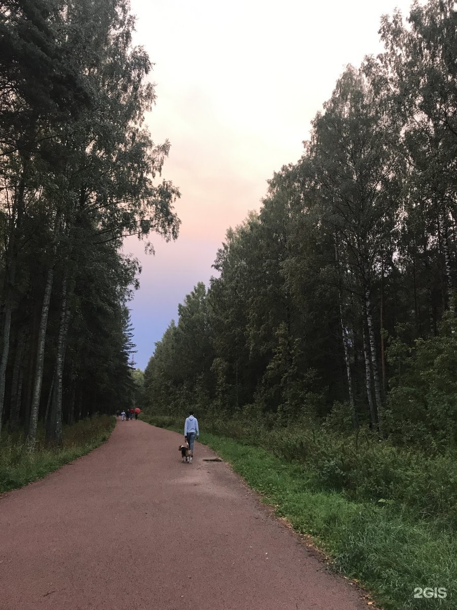 Сосновка городской. Парк Сосновка в Санкт-Петербурге фото. Я люблю Сосновку.