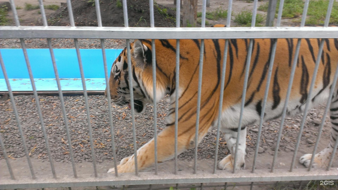 In the zoo in Barnaul, the tiger almost otgryz girls leg 04.04.2016 In the zoo in Barnaul, the tiger almost otgryz girls leg 04.04.2016