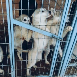 Фото от владельца Canis Lupus Vita, питомник сибирских хаски