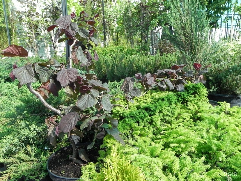 Сад Коллекционных Растений Белгород Интернет Магазин Купить