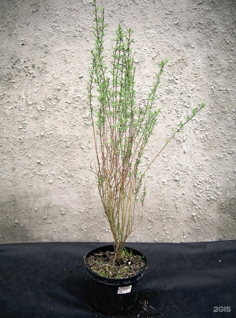 Сад Коллекционных Растений Белгород Интернет Магазин Купить