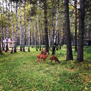 Фото от владельца Елыкаевская слобода, база отдыха