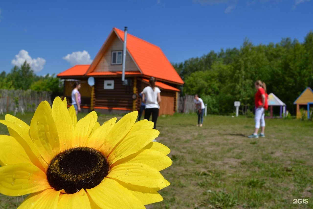 Подсолнухи база отдыха омск