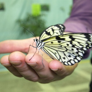 Фото от владельца КиВи, интернет-магазин бабочек
