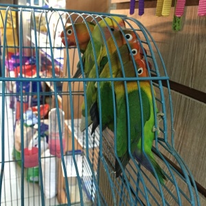 Фото от владельца 38 попугаев, магазин зоотоваров и аквариумов