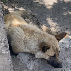 Фото от владельца Лучший друг, приют