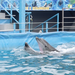 Фото от владельца Sea Life, Новороссийский дельфинарий