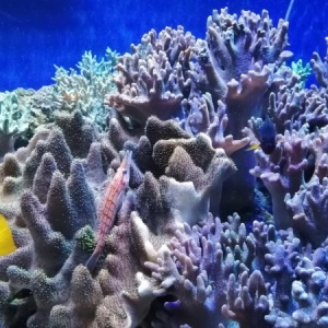 Фото от владельца Риф, океанариум