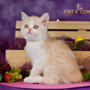 Фото от владельца Cat`s Company, питомник британских и шотландских кошек