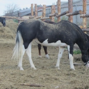 Фото от владельца Серебряное копытце, конный клуб