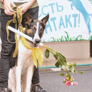 Фото от владельца ЕСТЬ КОНТАКТ!, школа дрессировки