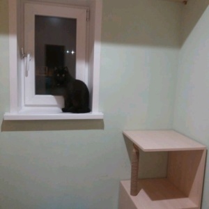 Фото от владельца Уютные коты, гостиница для кошек