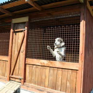 Фото от владельца Casa per cani, зооцентр