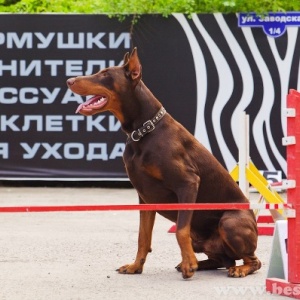 Фото от владельца АБВГДЕЙКА, школа для собак