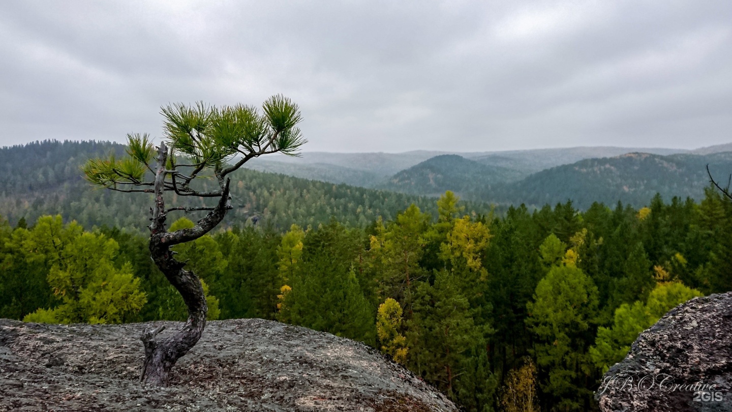 Скальники растения фото