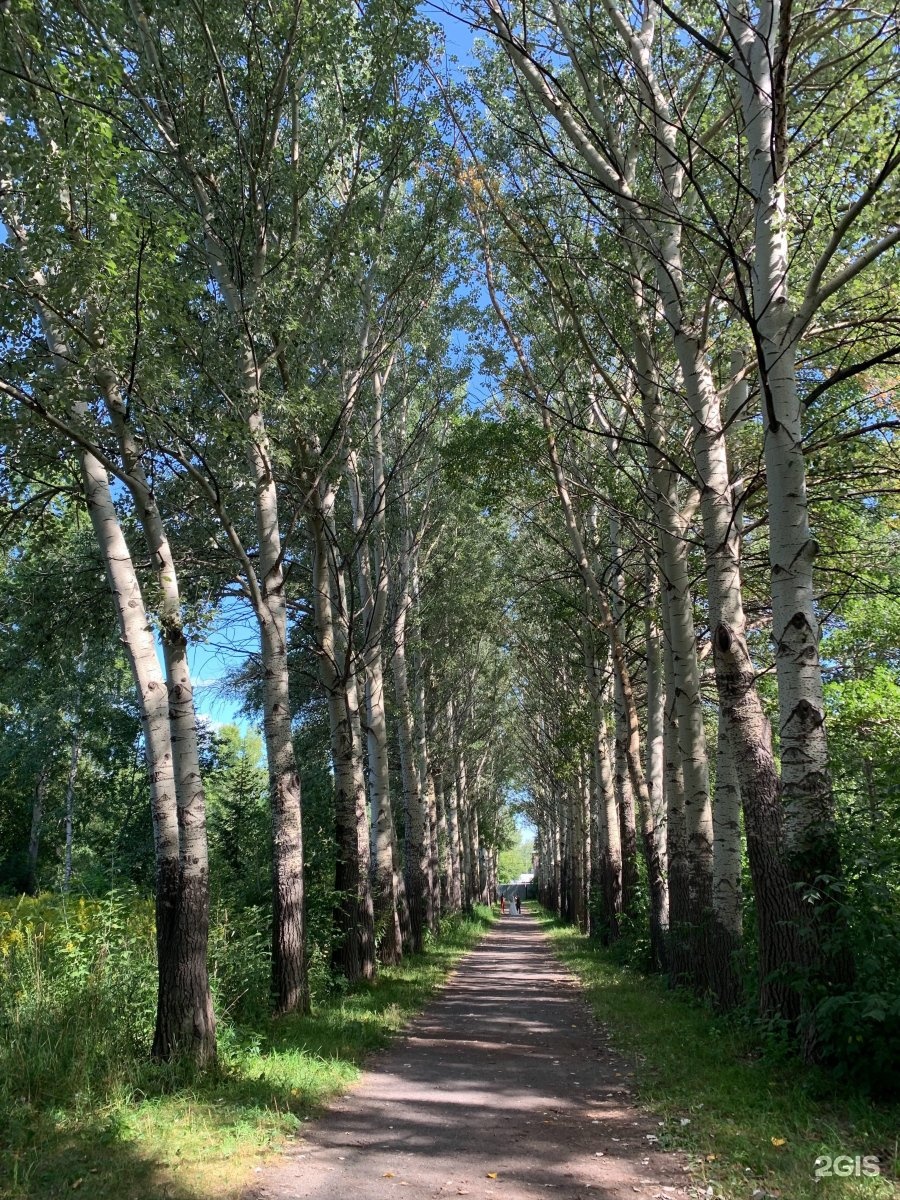 Дендропарк Новосибирск Фото