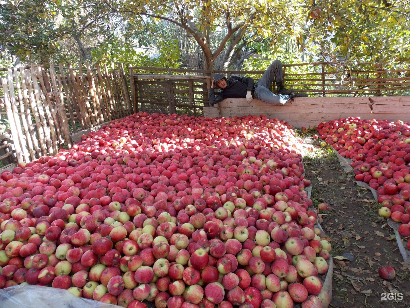 Яблони в Узбекистане