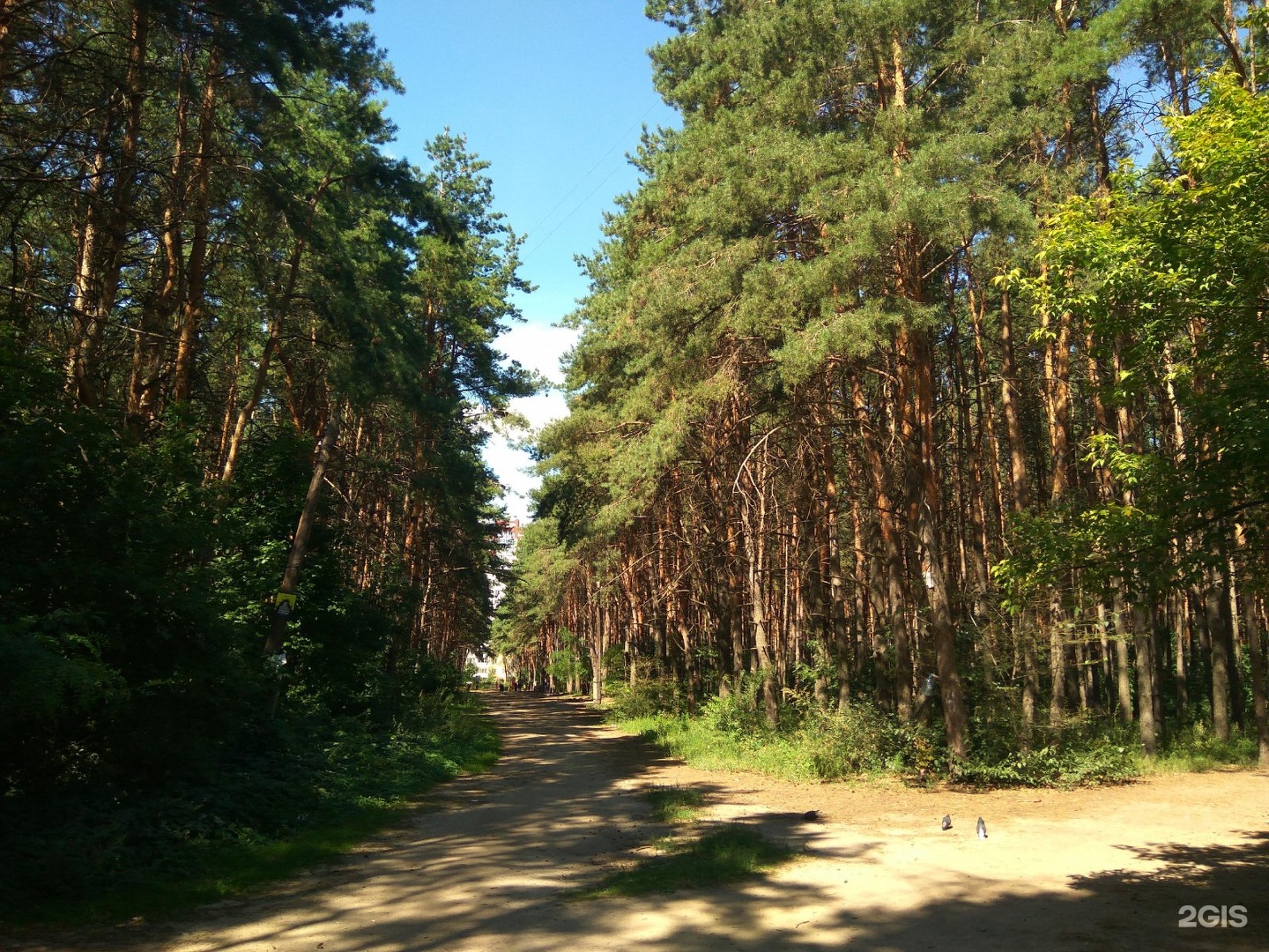 Северный лесопарк Воронеж