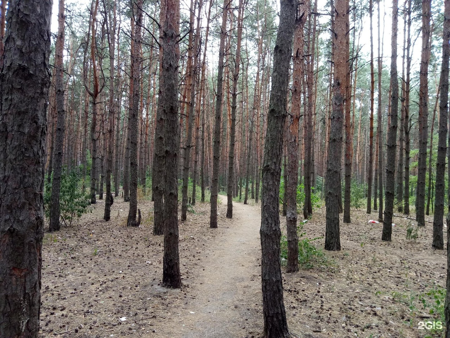 Малышевский лес Воронеж