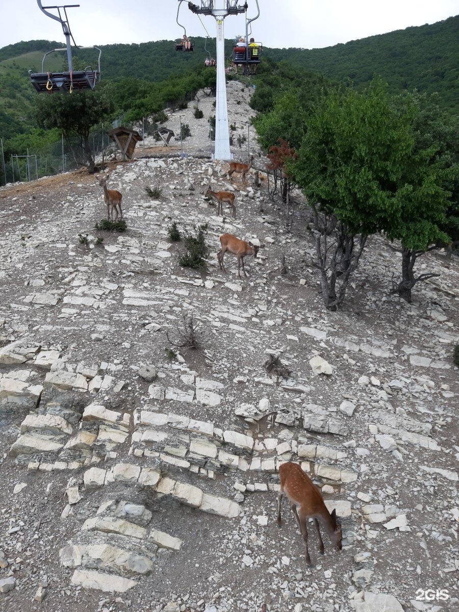 Сафари парк геленджик канатная дорога фото