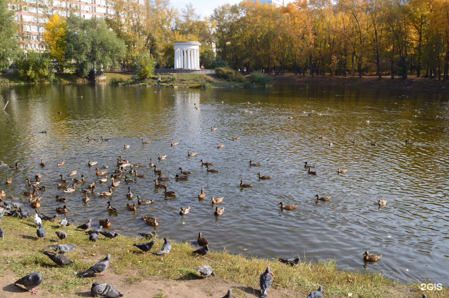 Парк в Екатеринбурге где утки