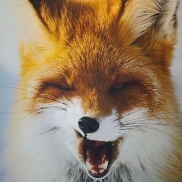The Smile Of The Fox