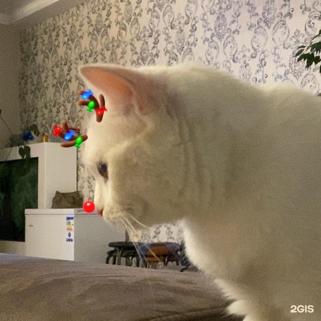 Әдемі оргия порно