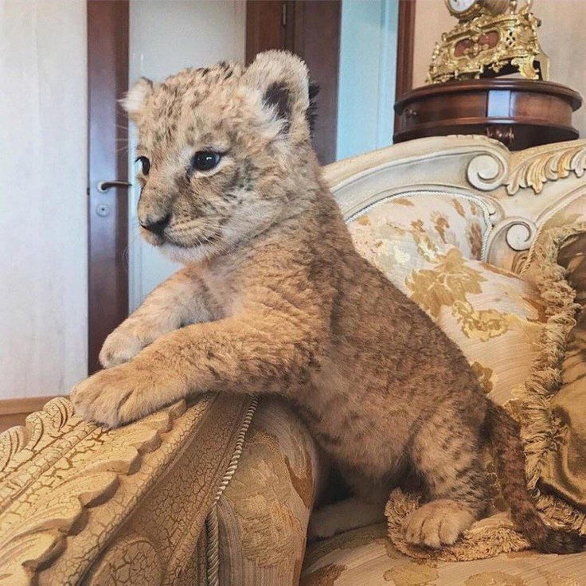 Моншадағы жігіттердің видеосы Артынан жалаңаш қыздардың суреттері