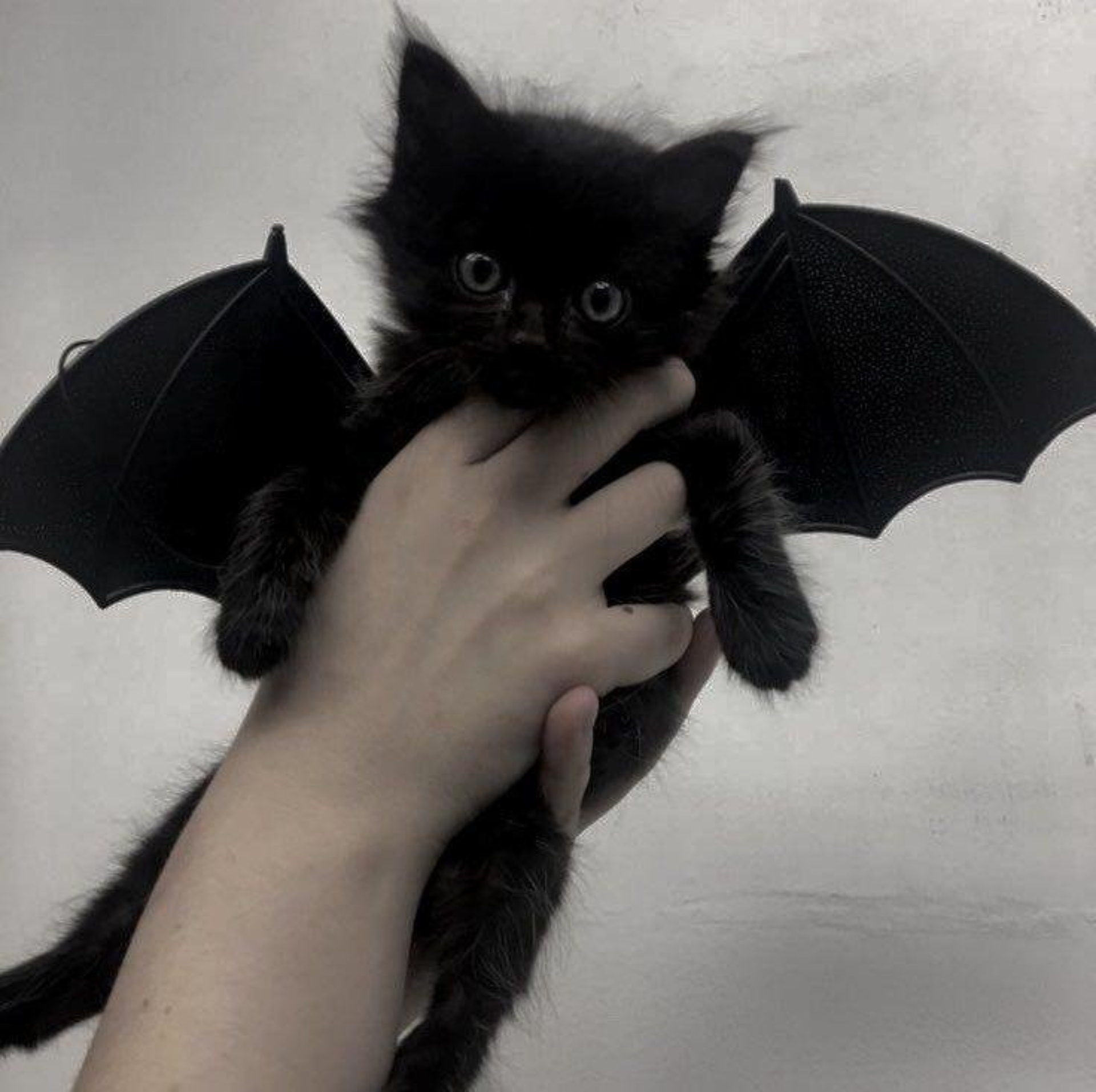 Ерлердің интимдік шаш үлгілері es