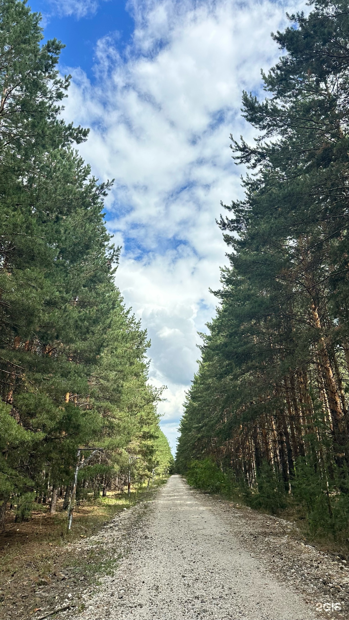 Золотой Фазан