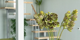 Танцура Крамаренко: Апартаменты Elephant Homd