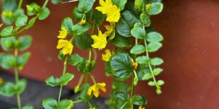 Семилуки: Отель Алмазы