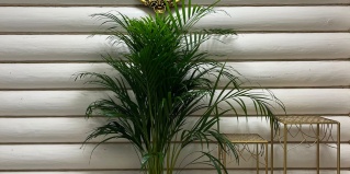 Чертовицы: Коттедж Guest House Хвоя